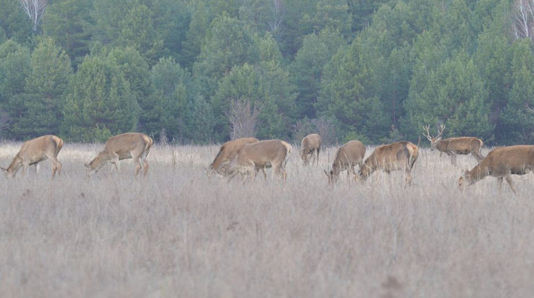 In Chernobyl lives a herd of deer with a record number of individuals