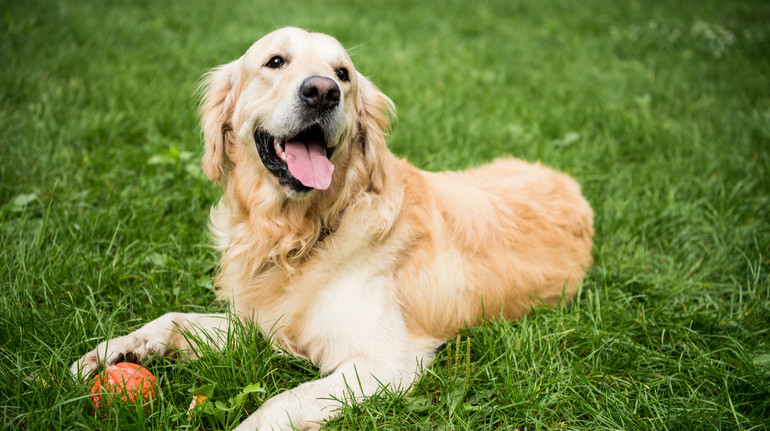 Подібно до того, як вчаться діти: вчені з’ясували, як собаки запам’ятовують і розрізняють іграшки