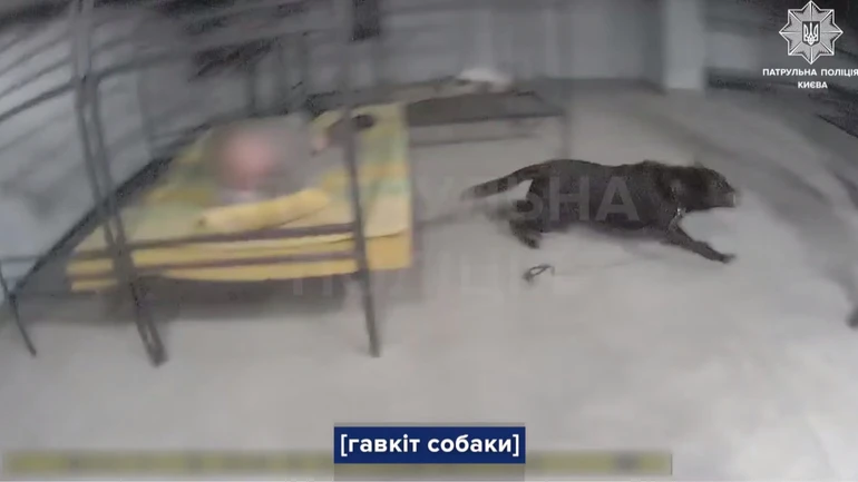 У Києві поліцейські підстрелили собаку в укритті: зоозахисники кажуть, що тварину залишили без допомоги