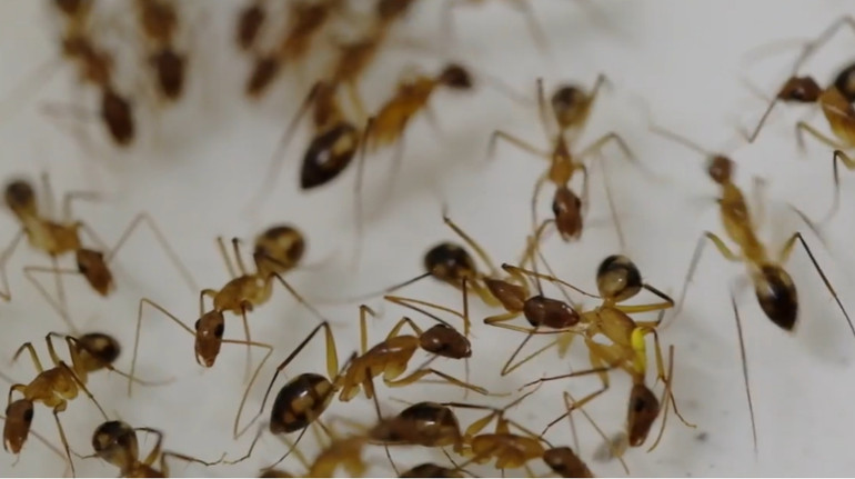 Рятують поранених: вчені виявили, що мурахи ампутують кінцівки товаришам