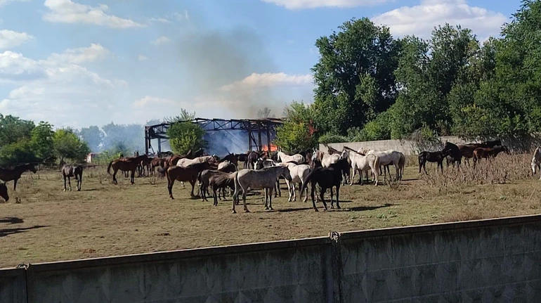 Росія двічі за тиждень атакувала кінний завод на Харківщині, де 90 років розводять племінних коней