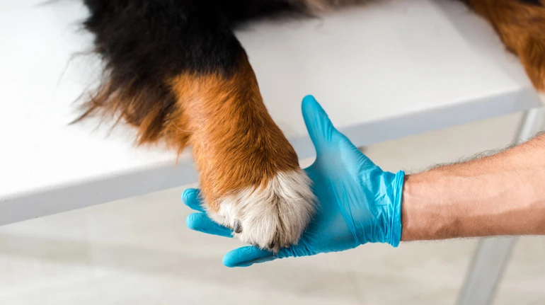 Ймовірно, вбив за гавкіт: на Кіровоградщині поліція розслідує жорстоке поводження з собакою