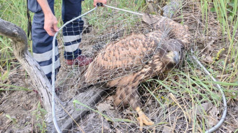 Не міг злетіти: на Київщині врятували молодого червонокнижного птаха з черепно-мозковою травмою