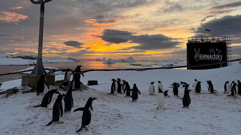 До української станції Вернадський повернулися пінгвіни: вони готуються до шлюбного сезону