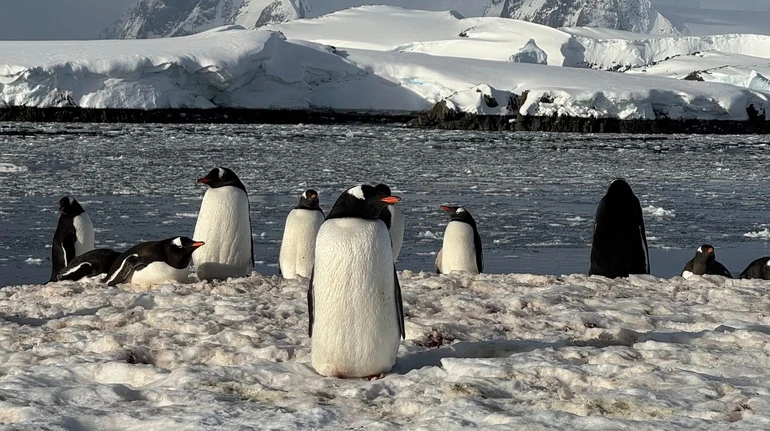Українські полярники потрапили в засідку пінгвінів-розвідників – ті клювалися