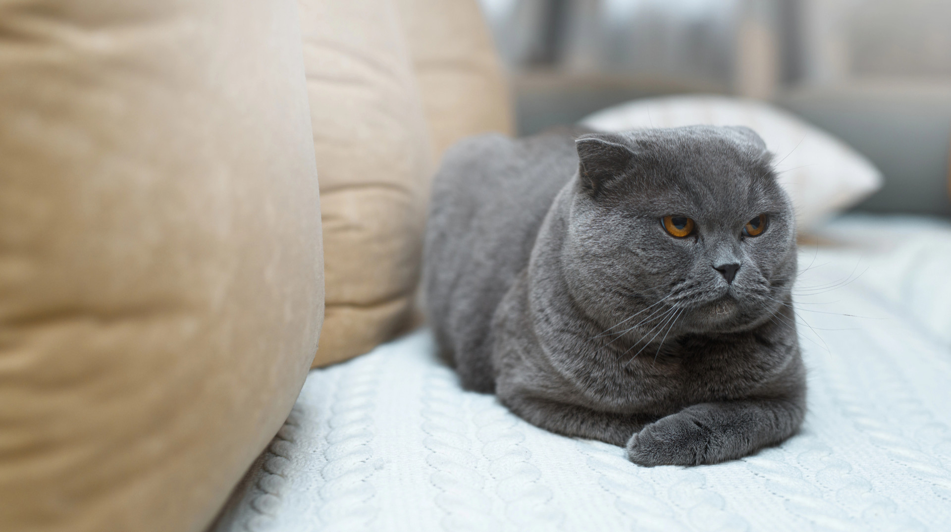 Наступив на хвіст – чекай помсти? Розбираємося, чи можуть коти ображатися