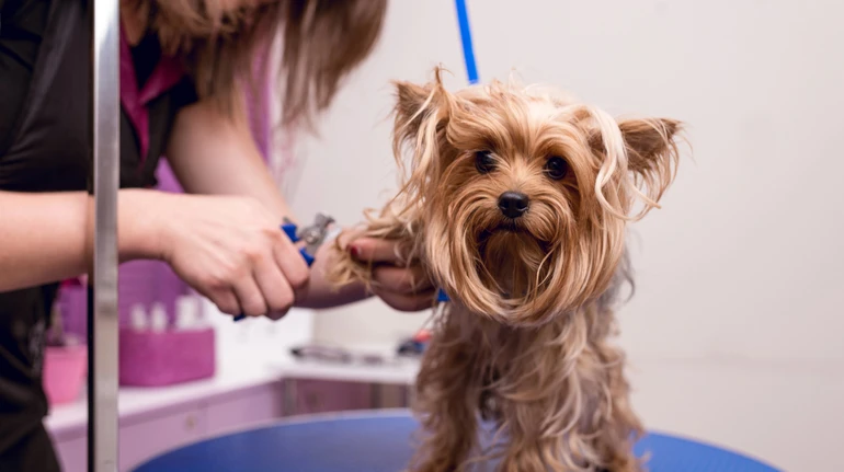 Тримали собаку за шию: поліція перевіряє імовірне знущання з тварини у грумінг-салоні Києва