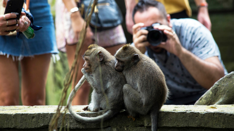 Зйомки за банани: у Камбоджі розслідують знущання контентмейкерів з мавп