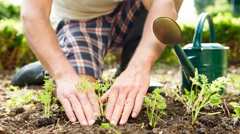Зменшує стрес і зміцнює кістки: чим корисне садівництво