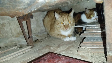 У Києві врятували 7 котів, які вижили після ракетного удару: фото від зоозахисників