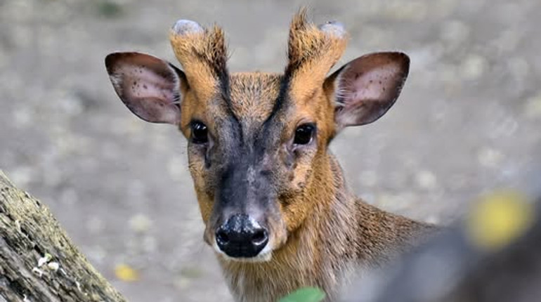 Шанси вижити були 50 на 50: Київзоо прооперували мініатюрного оленя, який постраждав через обстріл РФ