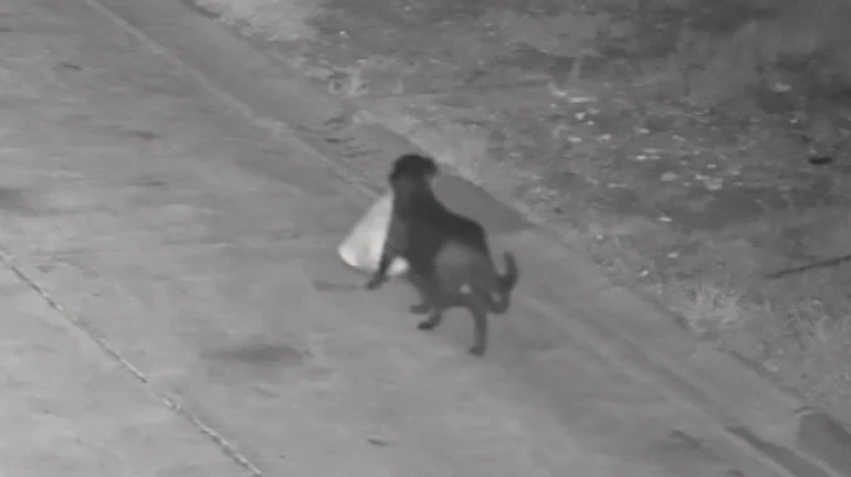 Чотирилапий спільник: в Італії чоловік навчив свого пса незаконно викидати сміття вздовж дороги