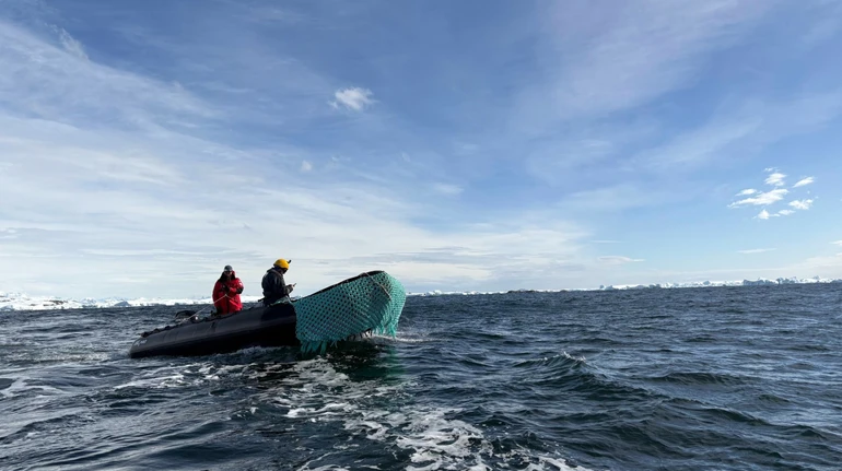 Неабияка удача: українські полярники за день неочікувано побачили аж двох рідкісних китів