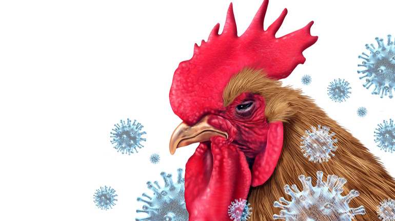 Фінляндія першою у світі вакцинуватиме людей проти пташиного грипу