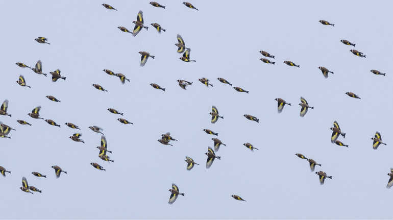 A selection of « most stylish » migratory birds