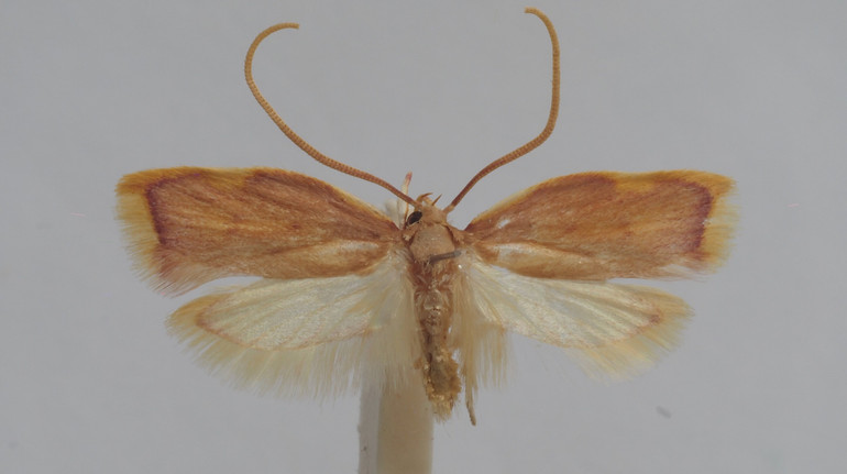 В Австрії біолог назвав новий вид молі на честь дружини до 42-ї річниці шлюбу