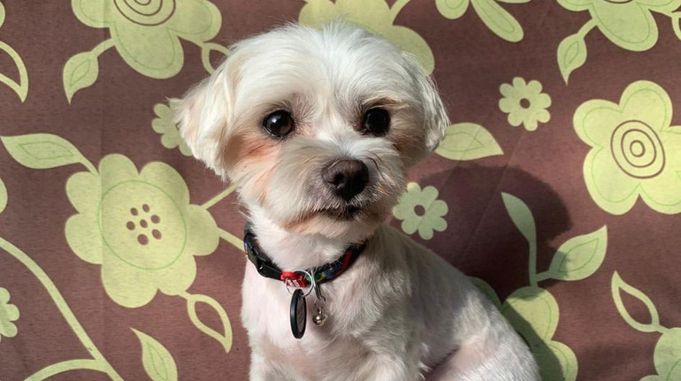 The capital will be tried by a man who killed a dog by throwing her on the floor