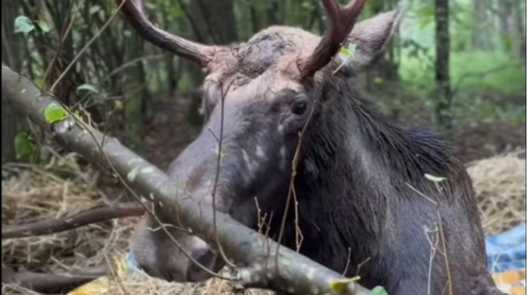 Now he does not hurt: in the shelter in Lviv died moose, which was pulled out of the swamp in Rivne region