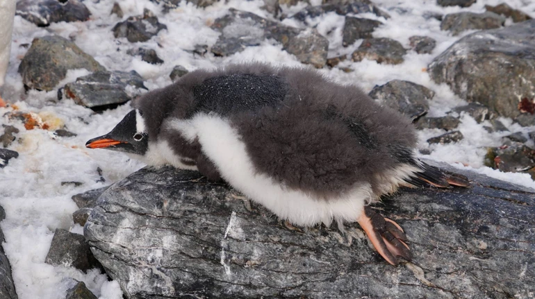 Пуху більше, ніж снігу: полярники показали, як пінгвінята в Антарктиді обростають пір’ям