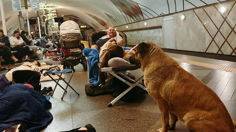 Під час атаки РФ на Київ вуличні собаки разом з людьми ховалися у метро: зворушливі кадри