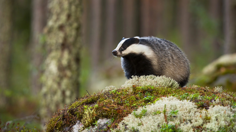 In Khmelnytskyi, hunters have announced a dog test on badger: zoos demand check