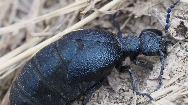 Індикатор екосистеми: чи дійсно в Україні з’явилися смертельно небезпечні жуки