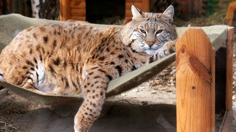 Рись-суперзірка Степан, який не схуд до літа, знову попозував перед камерою