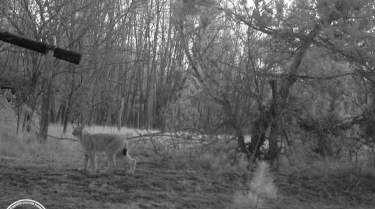 Два хижаки на одній території: фотопастка зняла рідкісну зустріч у Чорнобильському заповіднику