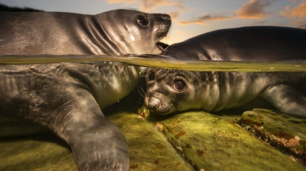 Паща морського леопарда і грайливі тюленята: конкурс підводних знімків показав найкращі роботи у 2026 році