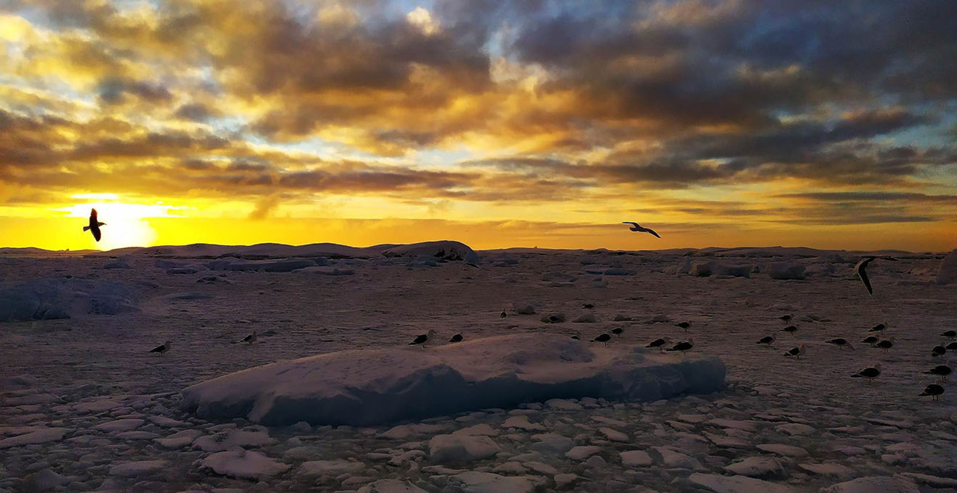 Весна в Антарктиді: небалувана Галя та інші тюлені