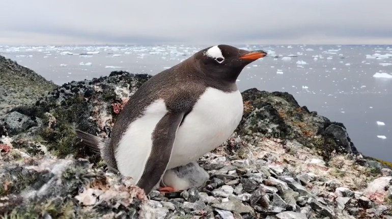 Українські полярники показали пінгвінів-верхолазів: вони загніздувалися на висоті 295 метрів