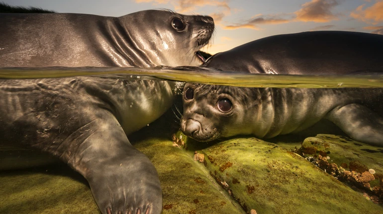 Паща морського леопарда і грайливі тюленята: конкурс підводних знімків показав найкращі роботи у 2026 році