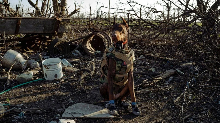 Все її життя – це пошук: померла собака-рятувальниця Ханна, яка допомогла знайти понад 170 людей