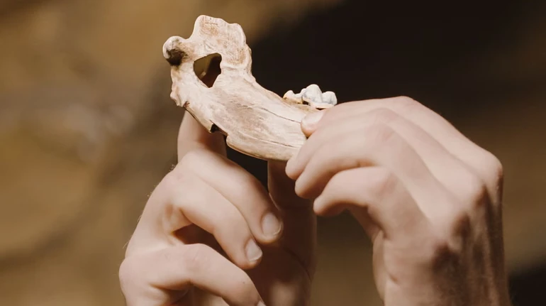 Зв’язок між собаками та людьми виник 15 тисяч років тому: вчені виявили факти раннього одомашнення псів