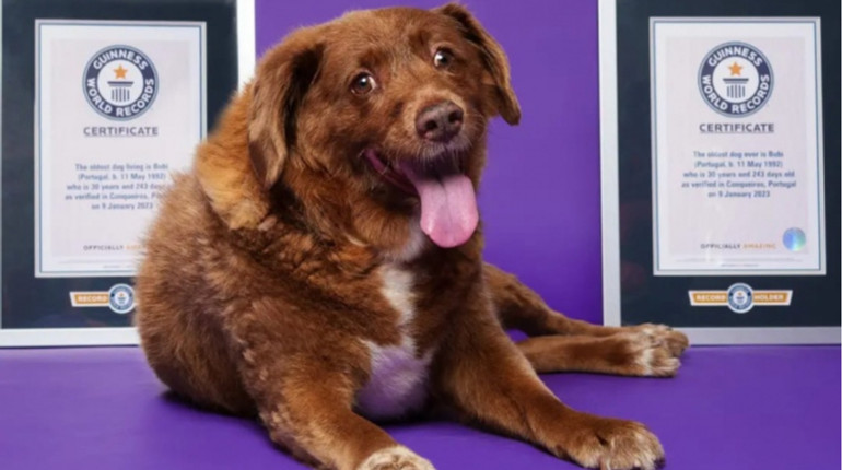 Книга рекордів Гіннеса позбавила португальського пса Бобі статусу найстарішого у світі