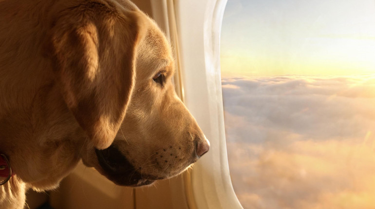 З феромонами та без повідця: американська авіакомпанія для собак здійснила свій перший політ