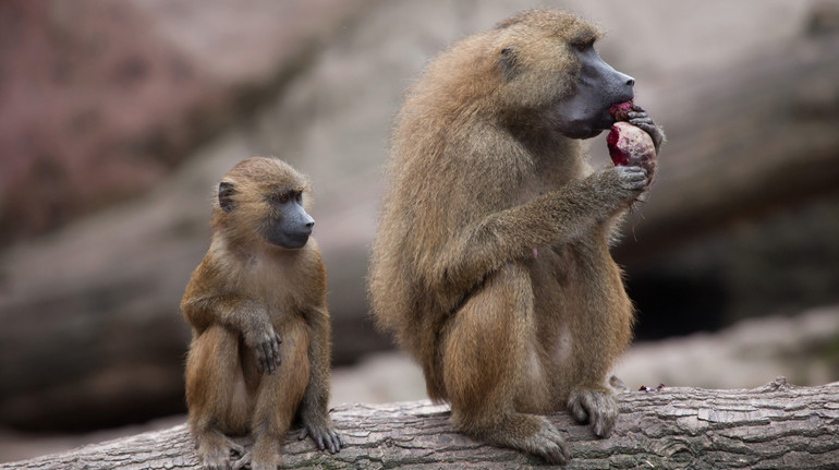 У Німеччині зоопарк убив 12 павіанів через нестачу вільного місця: половину згодували хижакам