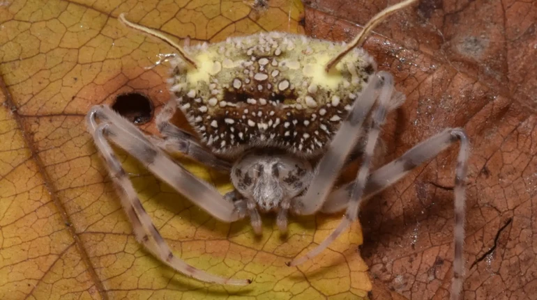 В Еквадорі вчені знайшли новий вид павука, який імітує істот, уражених зомбі-грибом