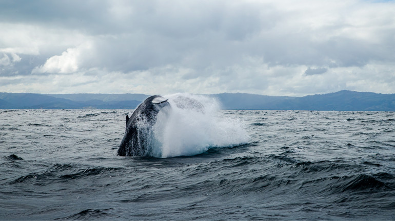 Виринають з води та крутяться над океаном: полярники показали, як стрибають кити в Антарктиді