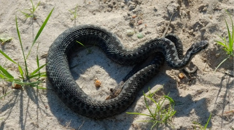 На Львівщині зафіксували перші випадки укусів змій: як вберегтися від плазунів