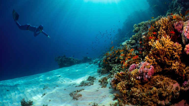 Світ втрачає коралові рифи: вчені кажуть, що досягнуто першої переломної точки для планети