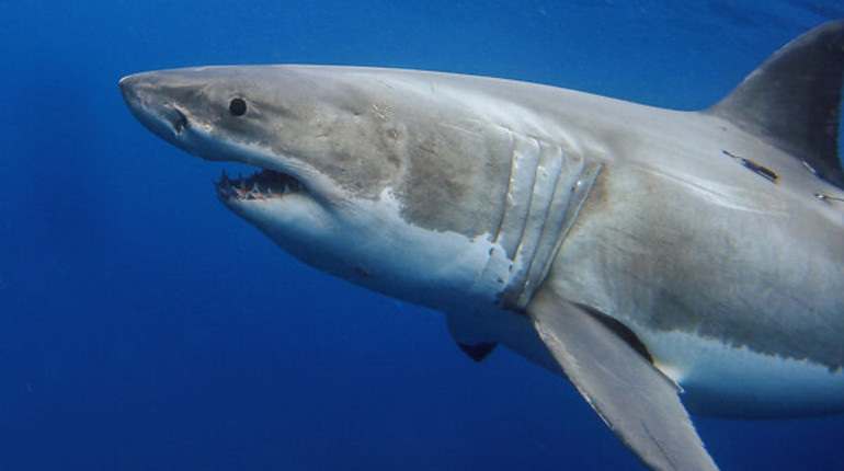 Великі білі акули опинилися на межі зникнення в Середземному морі: цьогоріч убили 40 із них