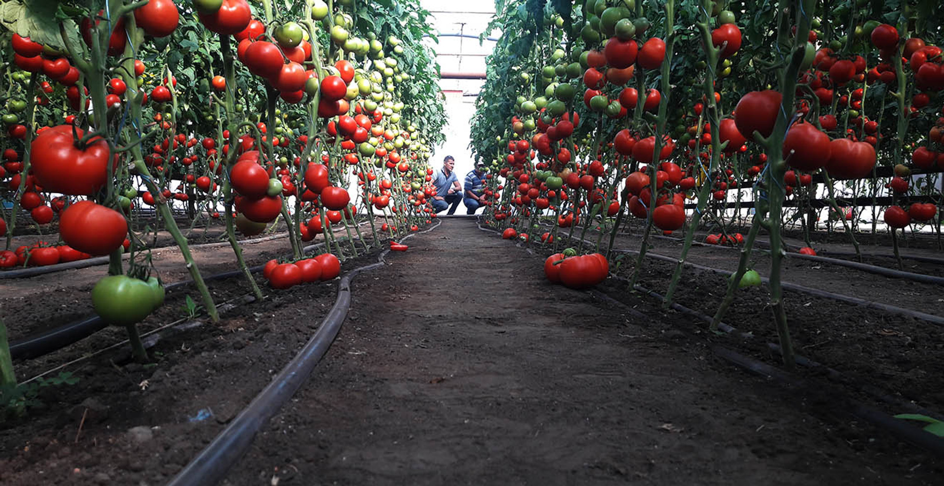 Столиця помідорів: як у Кам'янці-Дніпровській вирощують помідори, огірки й навіть екзотичні фрукти
