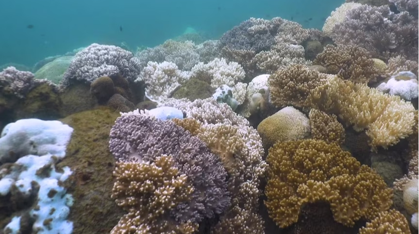 Most corals of the Great Barrier Reef are discolored – scientists