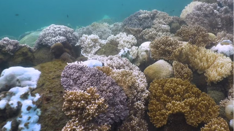 Вчені виявили знебарвлення коралів Великого бар'єрного рифу: здорових ділянок лишилося мало
