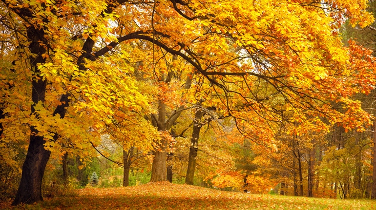Якою буде погода у жовтні та коли очікувати на заморозки? Прогноз на місяць