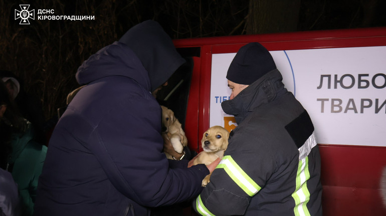 У Кропивницькому надзвичайники евакуювали сотні тварин із затопленого притулку