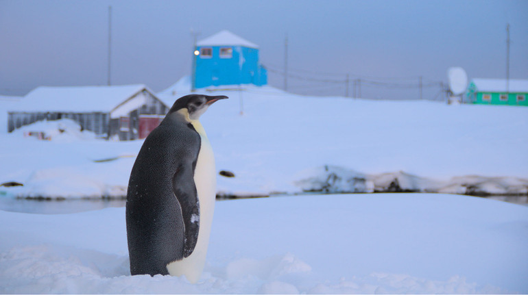 Сюрприз для полярників: імператорський пінгвін навідався до станції Академік Вернадський
