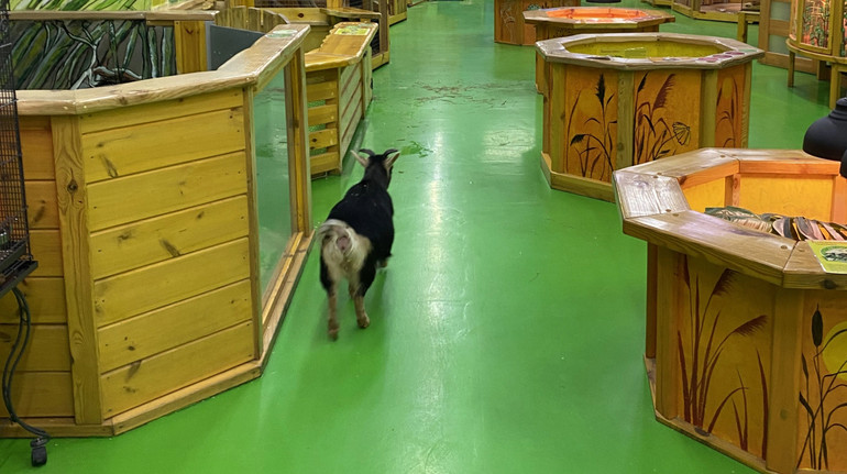 Верховний Суд відхилив скаргу на зоопарк Звірополіс про неналежне поводження з тваринами