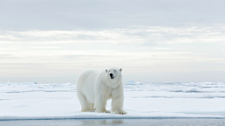 Суперечить тенденції виду: вчені кажуть, що танення льоду довкола Норвегії не шкодить білим ведмедям